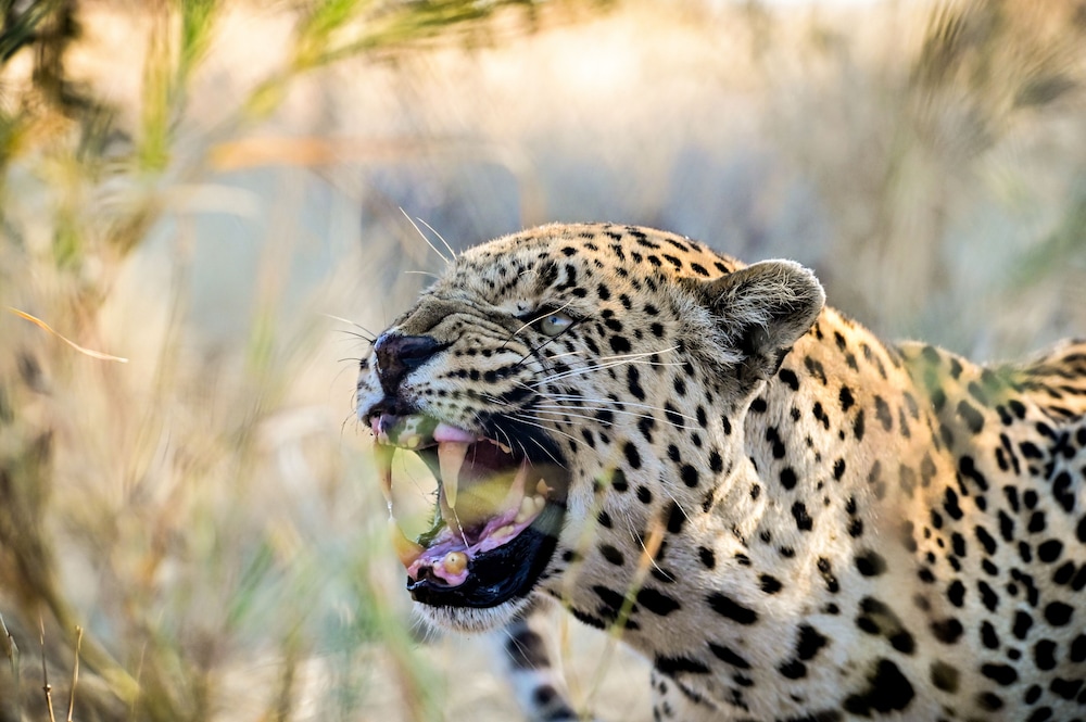 Aloegrove Safari Lodge