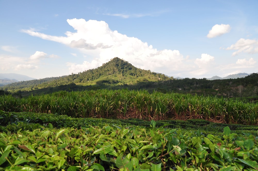 Sabah Tea Resort