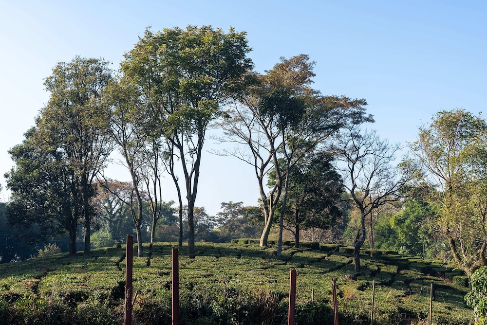Seclude Tea Estate Palampur