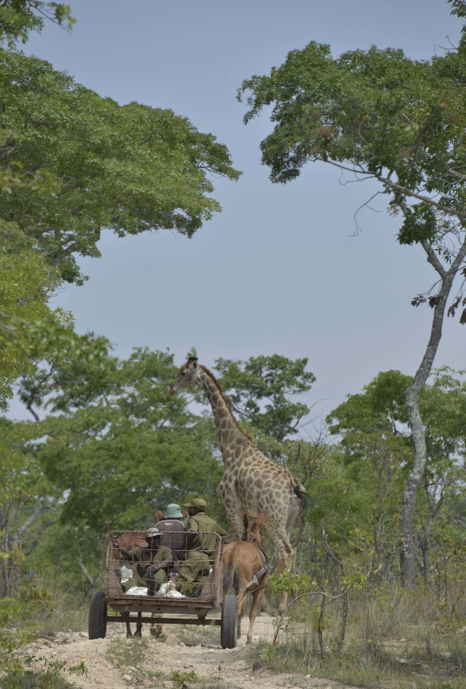 Bushman Rock Safaris
