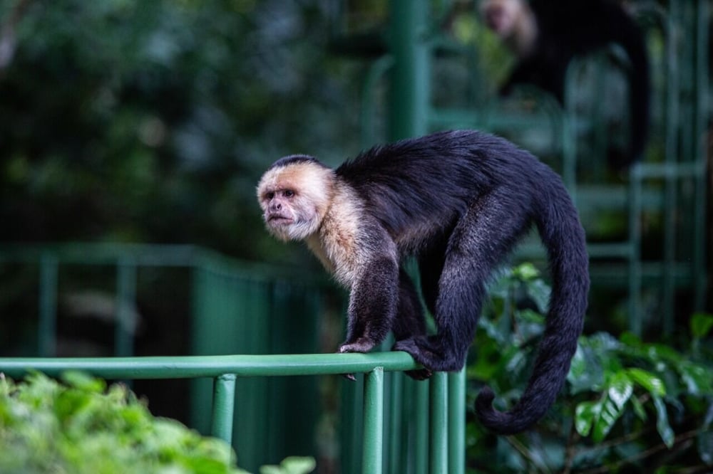 Monteverde Cloud Forest Vacations - Hotel Flor de Bromelia - Property Image 7
