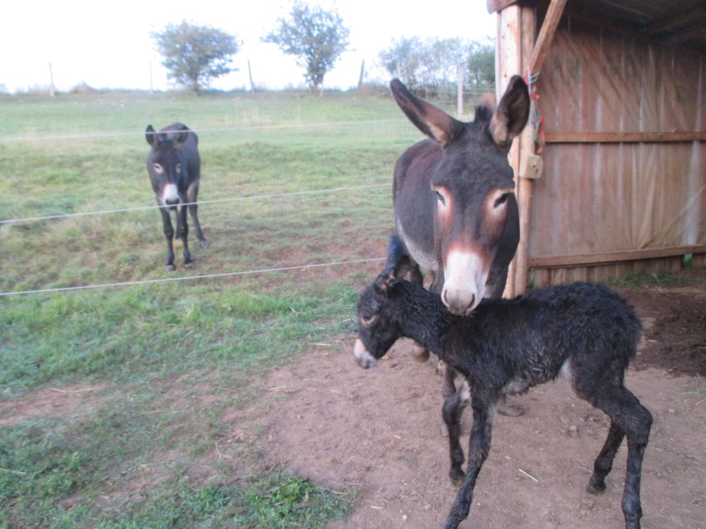 Ferme de Bellevue