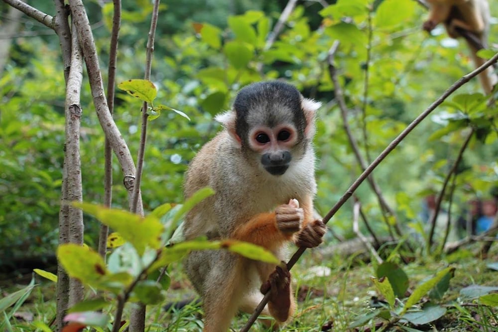 Tambopata Ecolodge