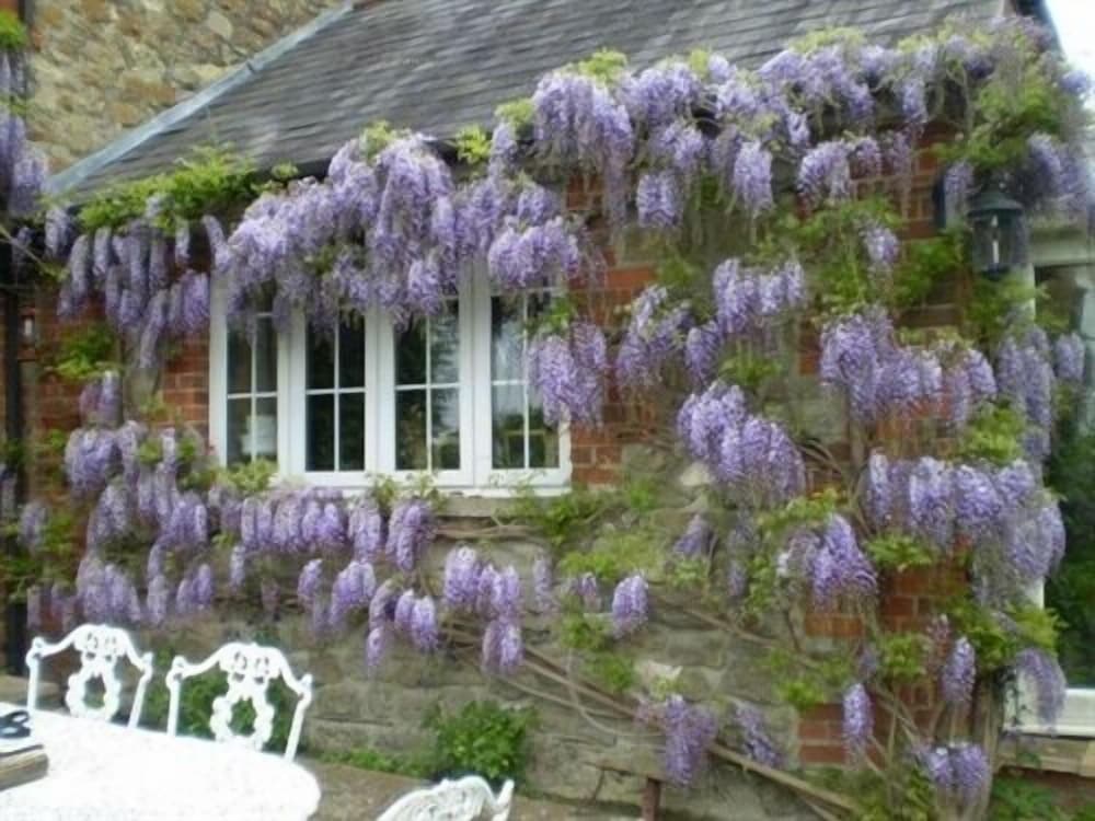 Devizes Vacations - Blounts Court Farm - Property Image 2