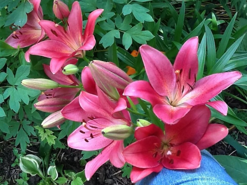 Milwaukee Vacations - Manderley Bed and Breakfast - Property Image 36