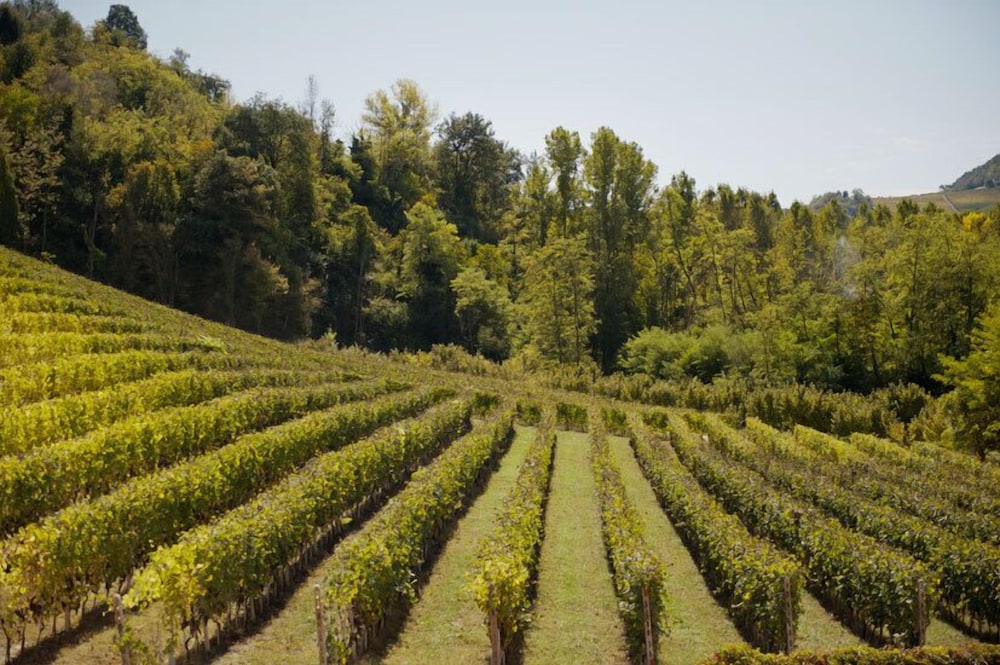 Tenuta Cappallotto
