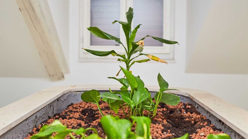 Dubrovnik Vacations - Boutique Garden Rooms - Property Image 147