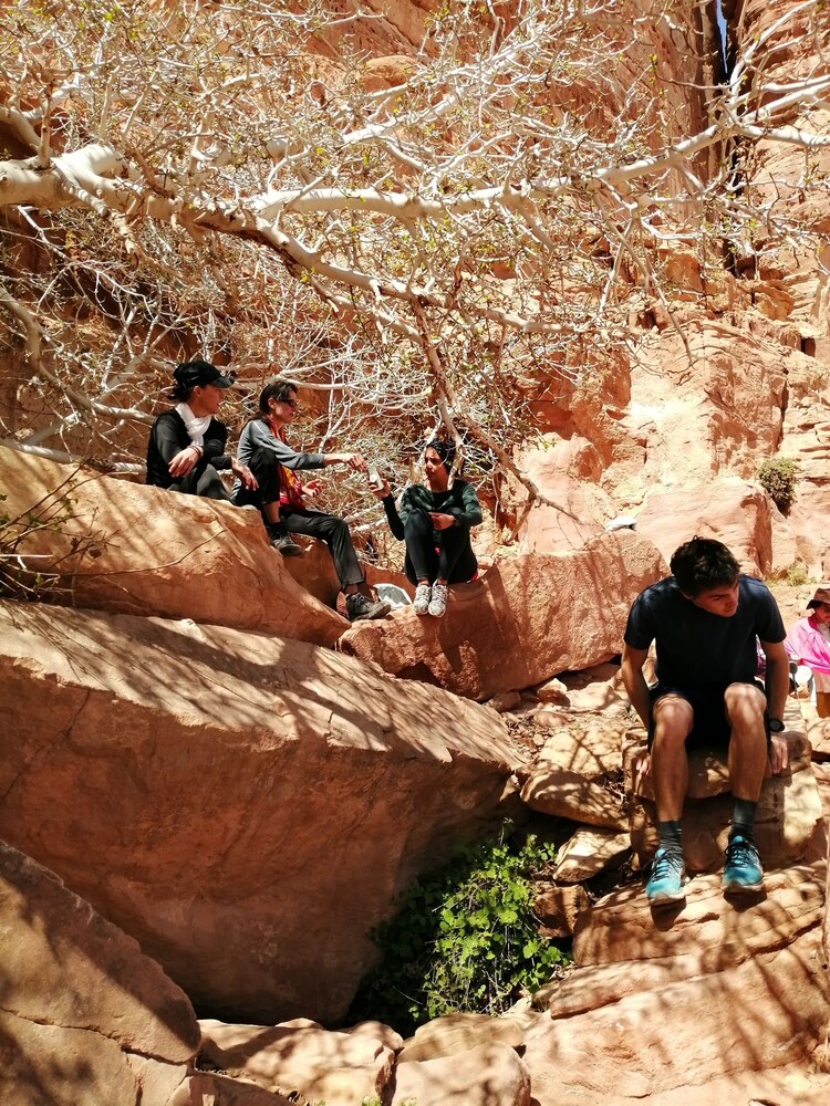 Desert Rose Camp