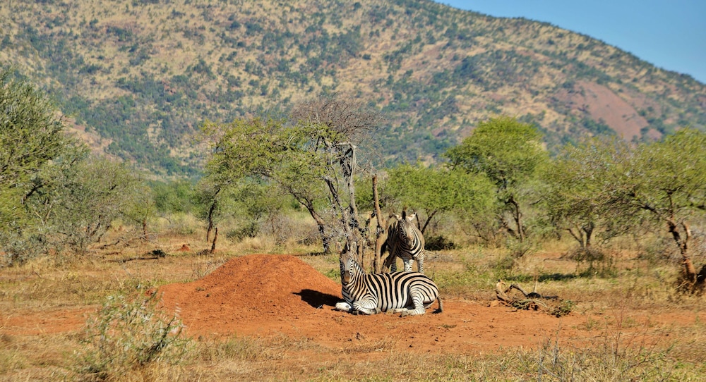 Black Rhino Game Lodge