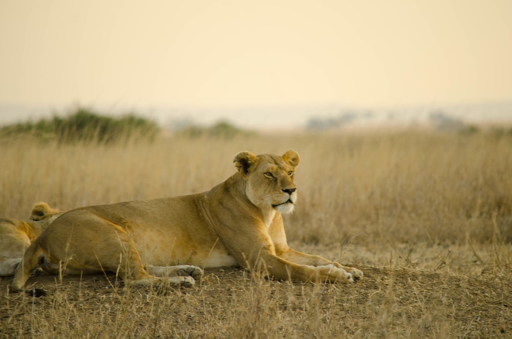 Mawe Luxury Tented Camp