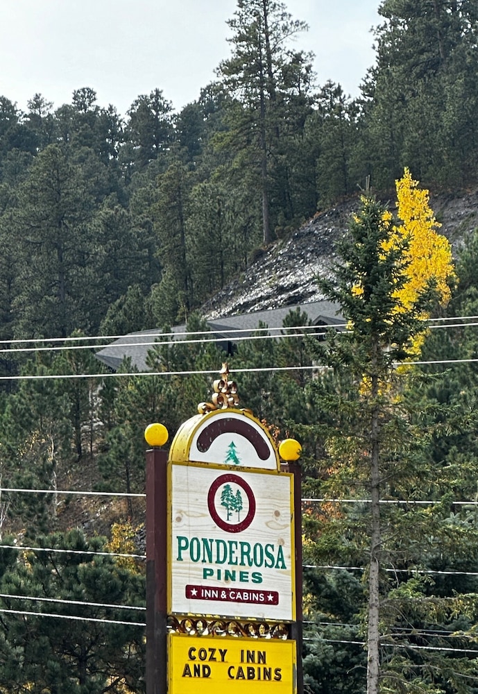 Ponderosa Pines