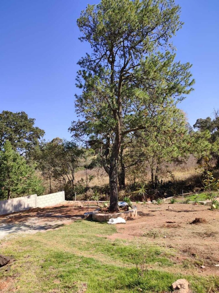 Finca Mayorga