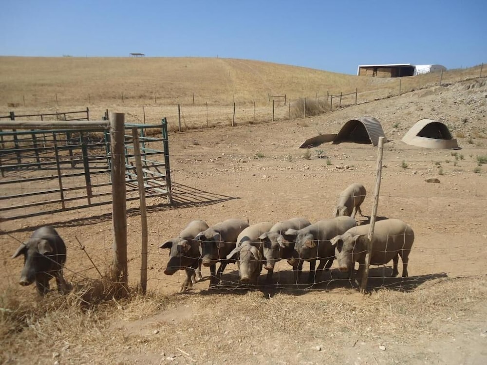 Herdade dos Montes Bastos - Property Image 13