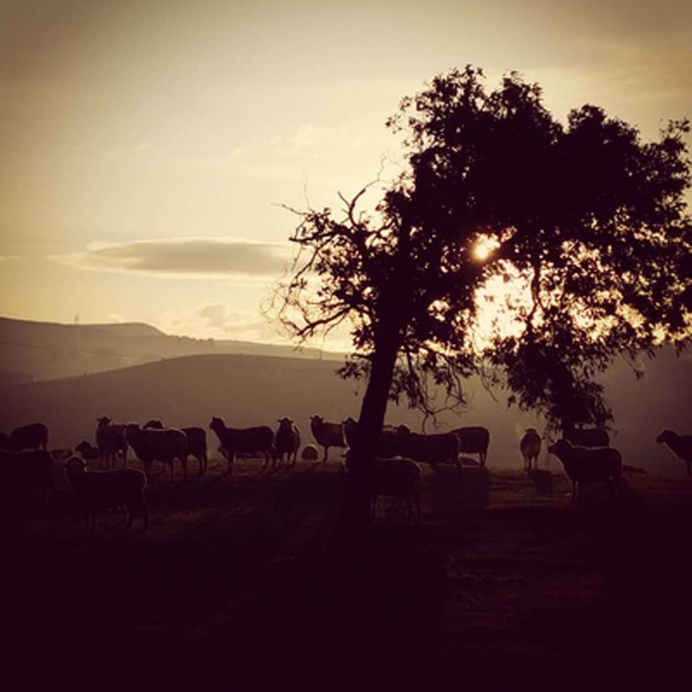 Curringa Farm