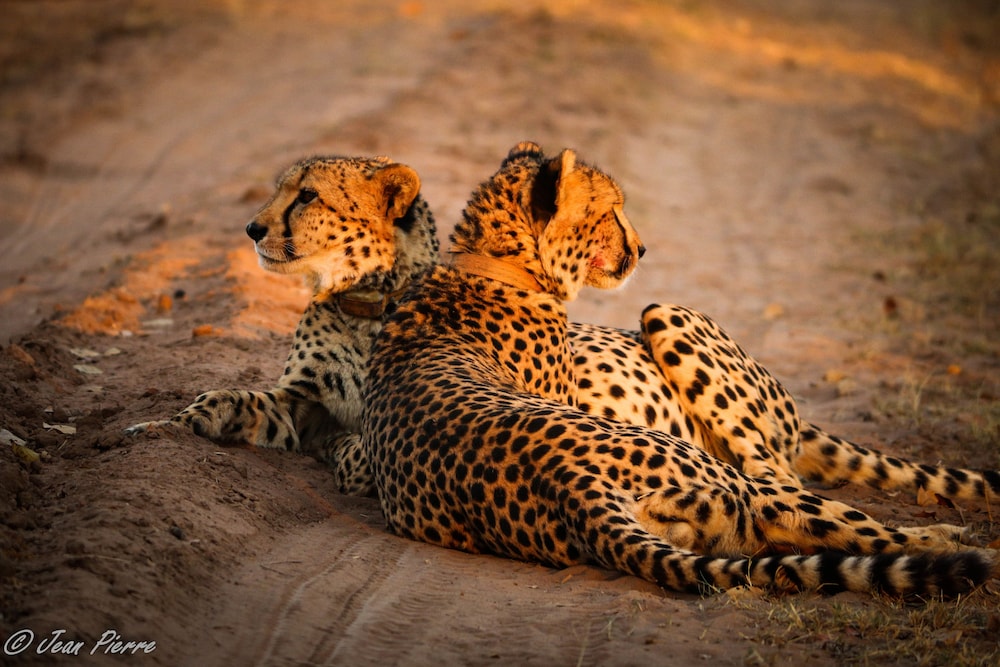 Honeyguide Ranger Camp