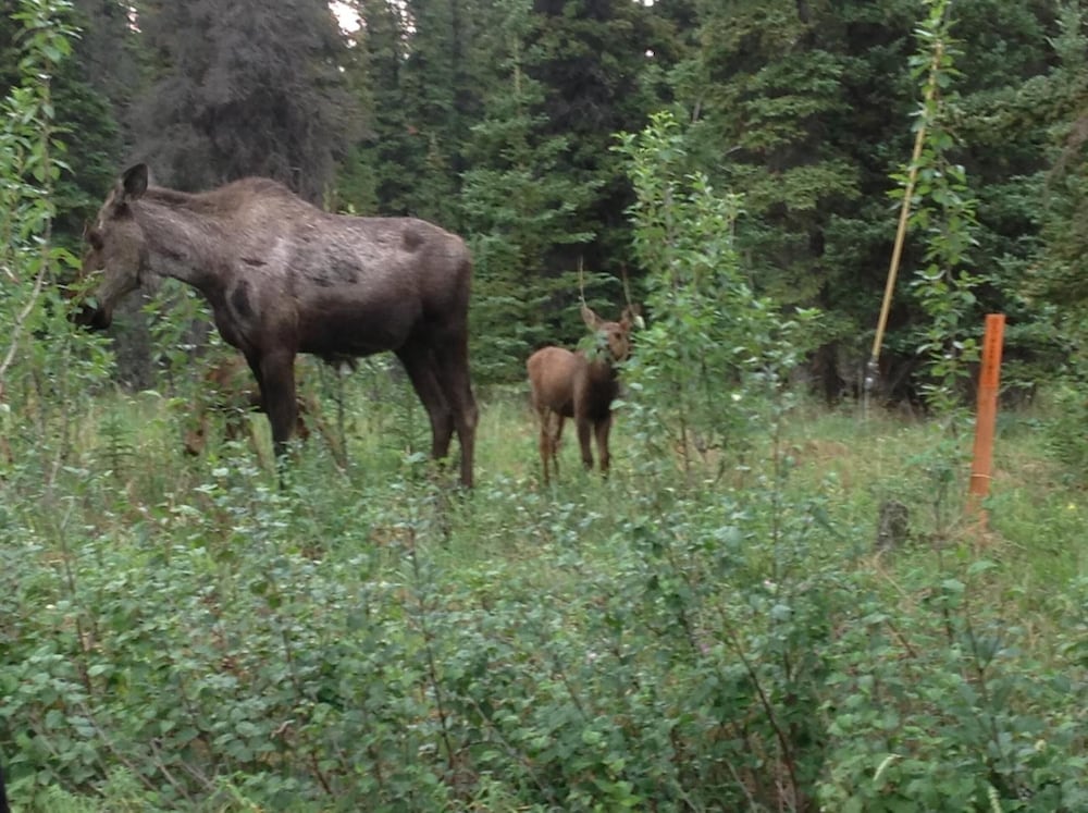 Denali Primrose B&B
