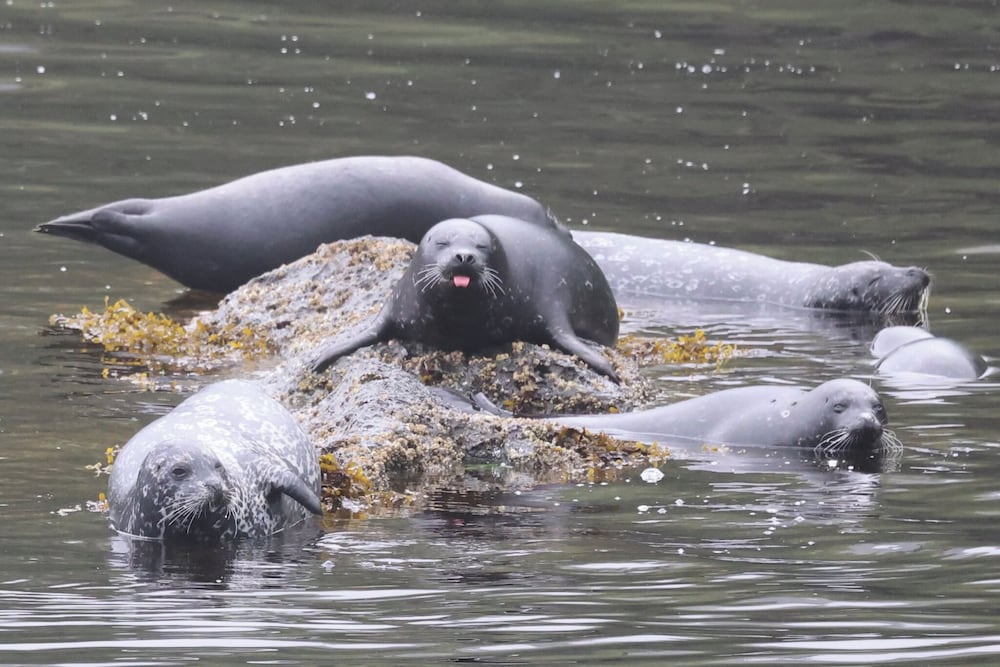 Salmon Return & Wildlife Roam: Ketchikan Getaway!