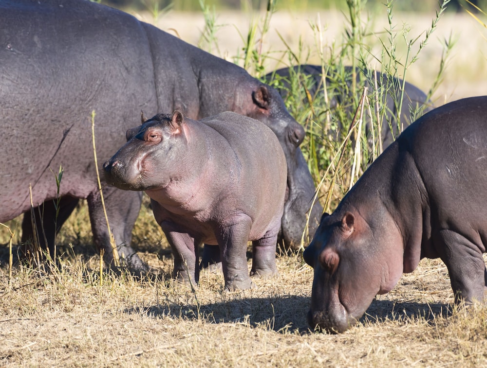 Inyati Game Lodge