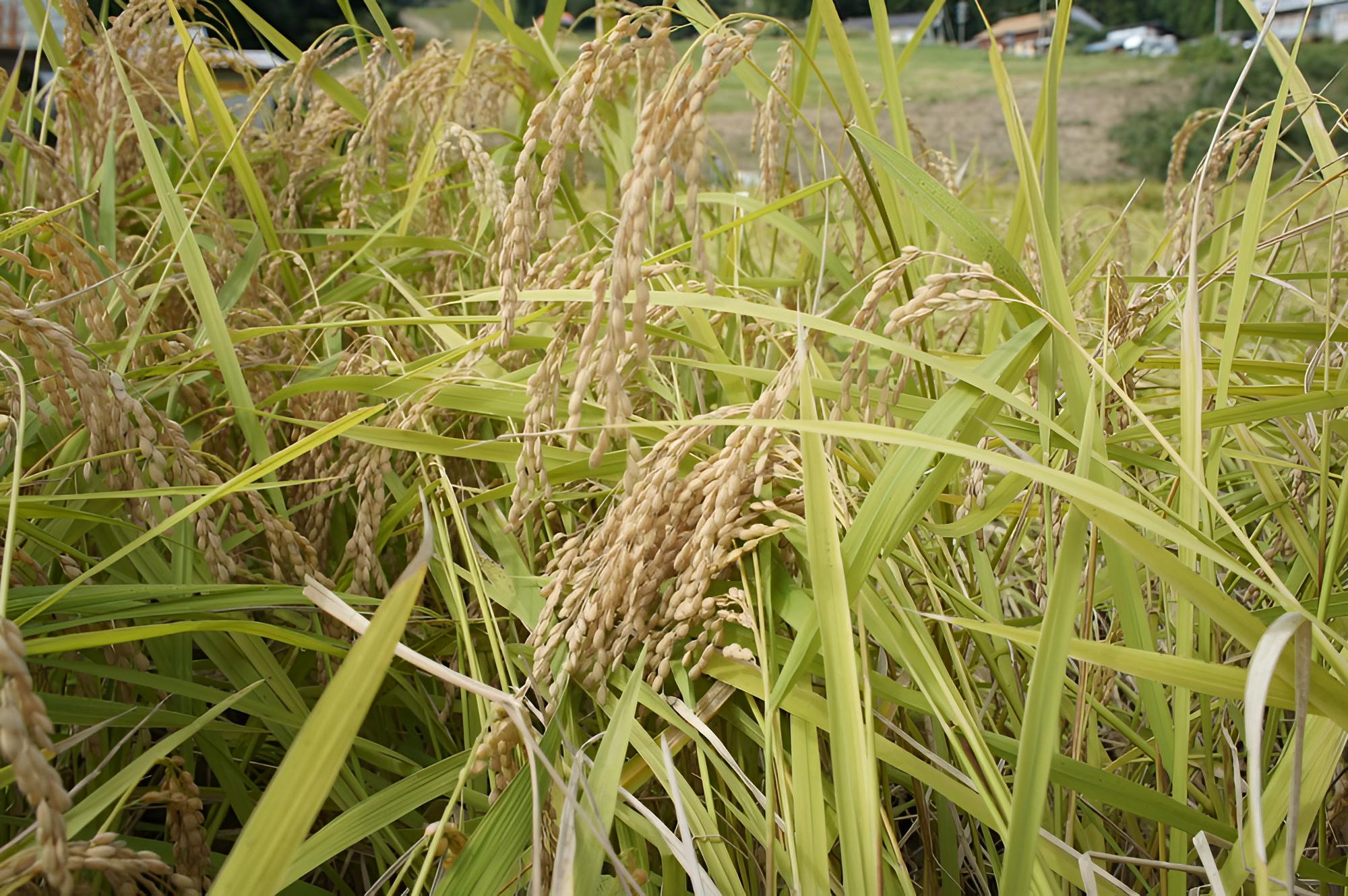 Nashikisou