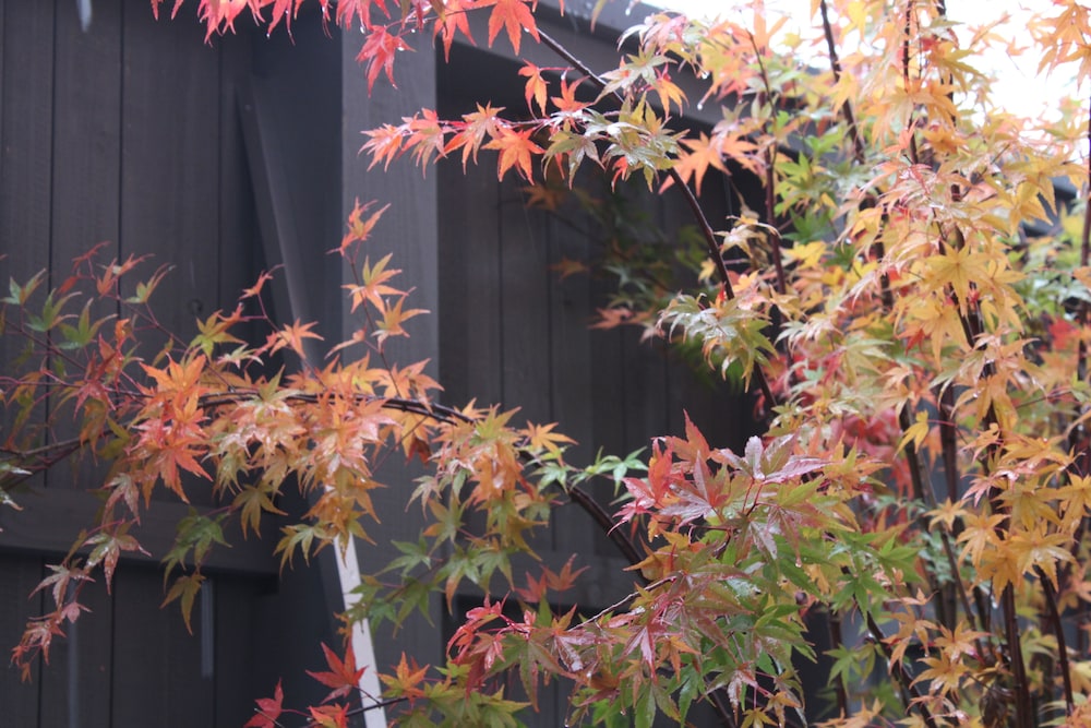 Ishitei furano