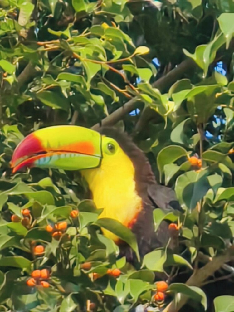 Brisas del Caribe Apartment