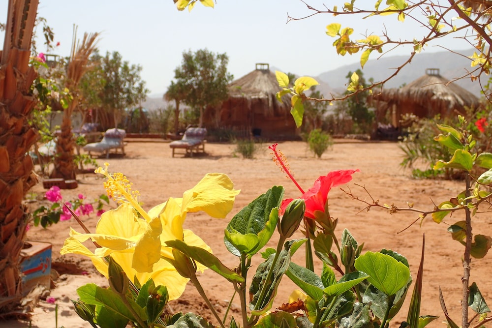 Bedouin Star