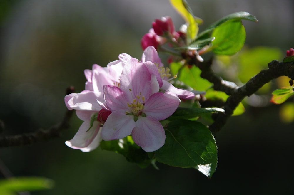 A L'ombre des Pommiers, photo 16