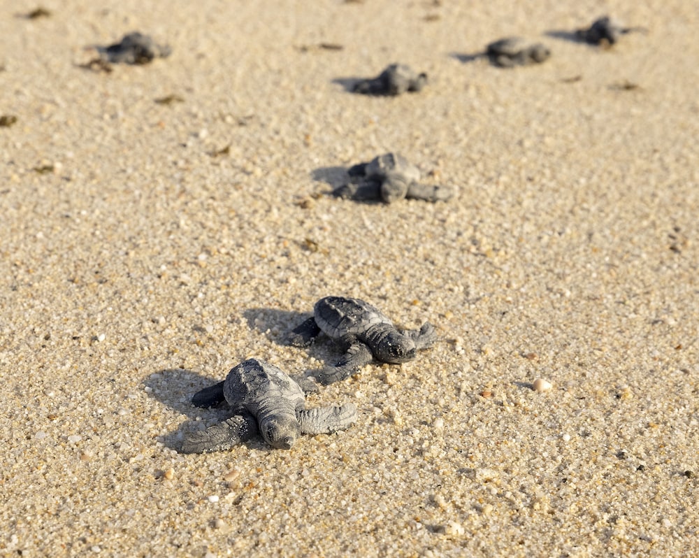 Los Cabos Vacations - Paradisus Los Cabos - Adults Only - All Inclusive - Property Image 54