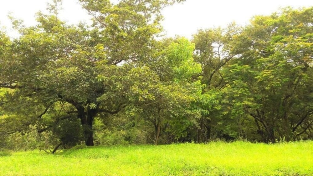 Playa Lagarto Eco Development