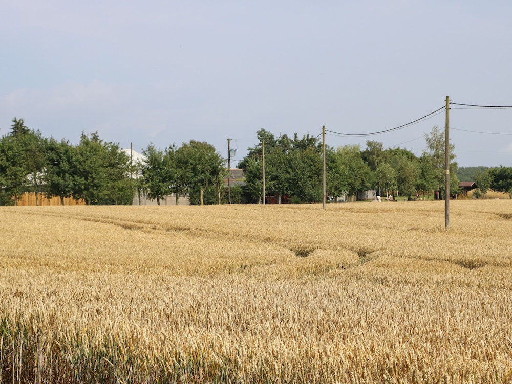 Cornfield