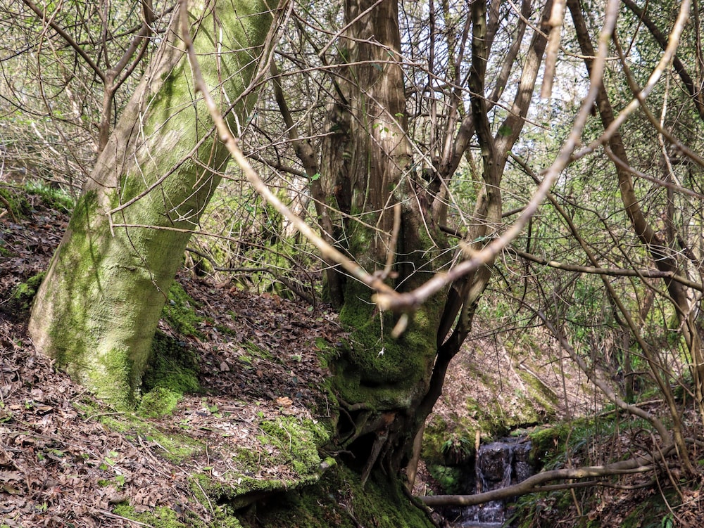 Ghyll Park Farm