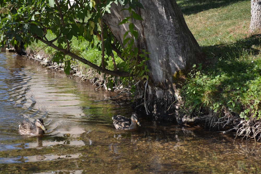 Rustic Inn River 2