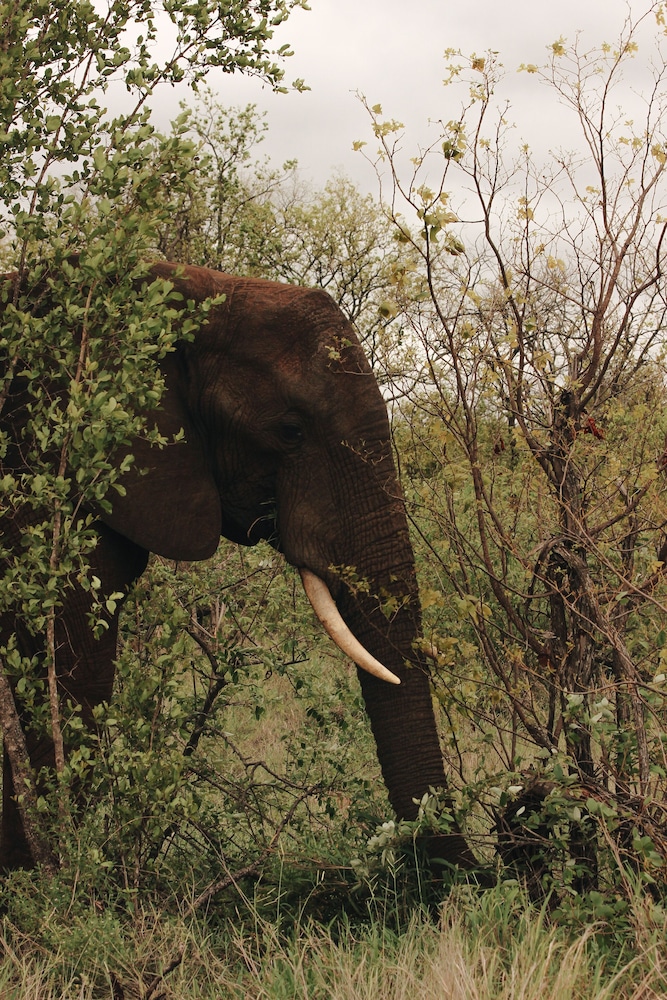 Nyati Safari Lodge