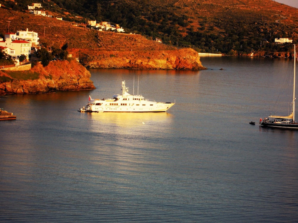 Blue Dolphin