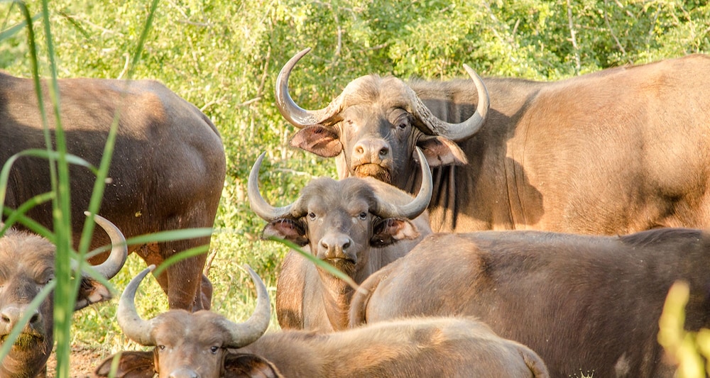 Elandela Private Game Reserve & Luxury Lodge