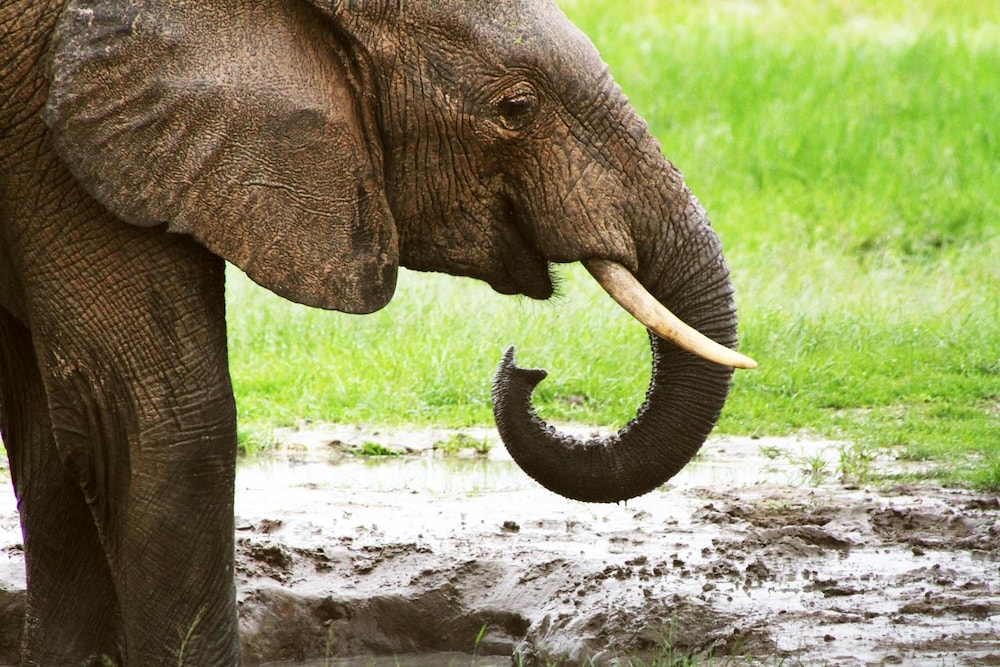 Gwango Elephant Lodge