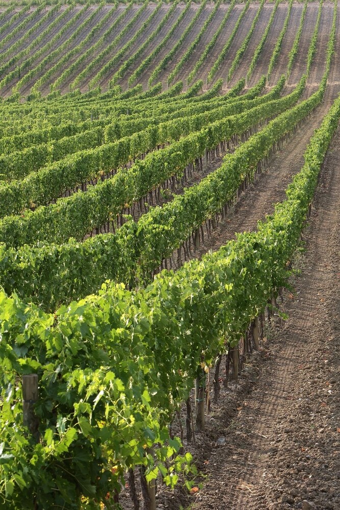 Agriturismo A. Bonacchi