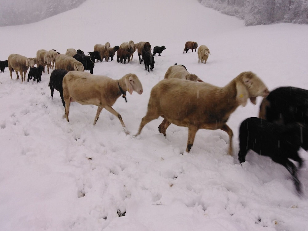 Holiday on an Organic Farm in Hart im Zillertal