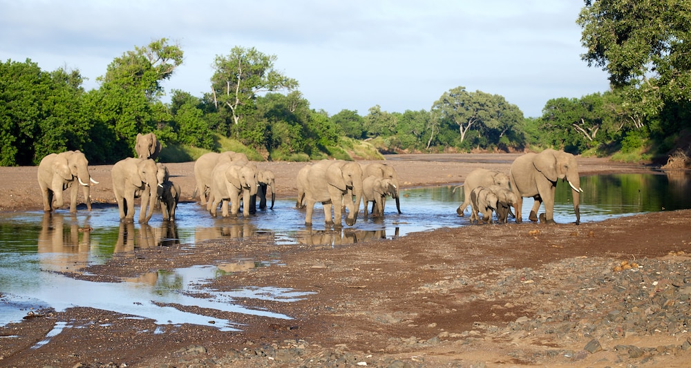 Kolokolo Safari Home – Mashatu Game Reserve