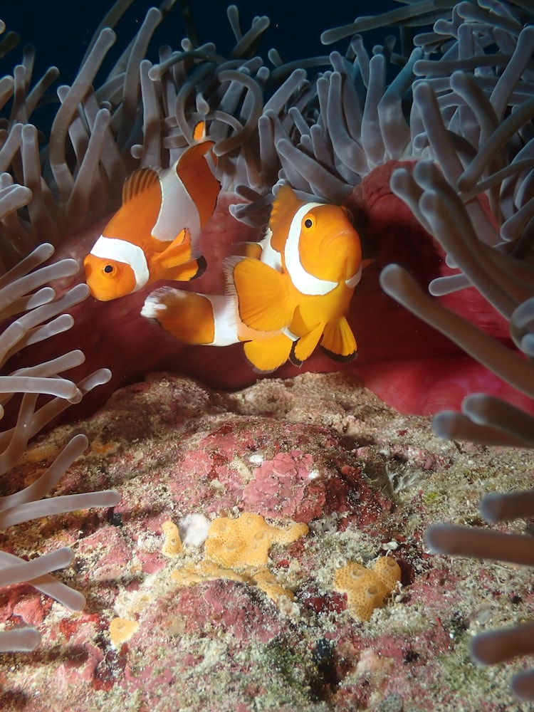 ANDAU DIVE RESORT - RAJA AMPAT