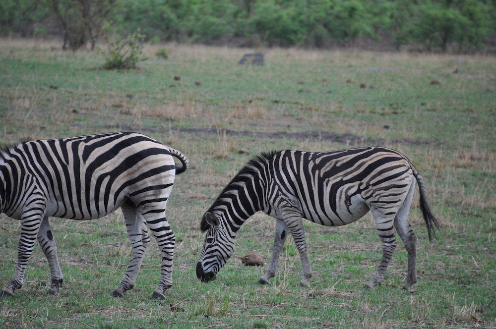 Chamabondo Tented Camp