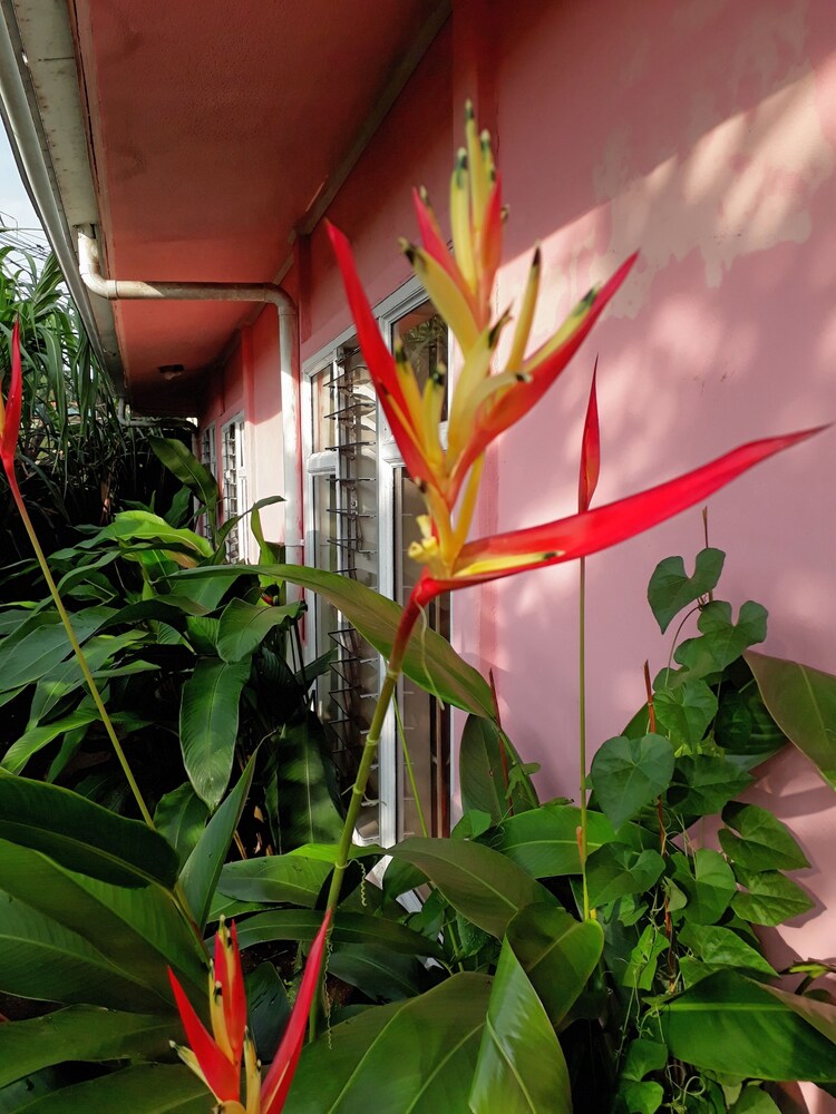 Arenal Volcano - Costa Rica Vacations - Sunset Inn Valle del Volcan - Property Image 24