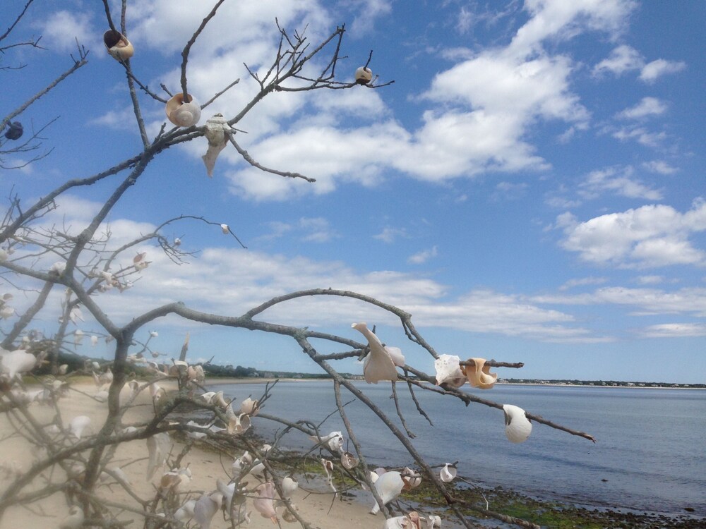 The Ocean View