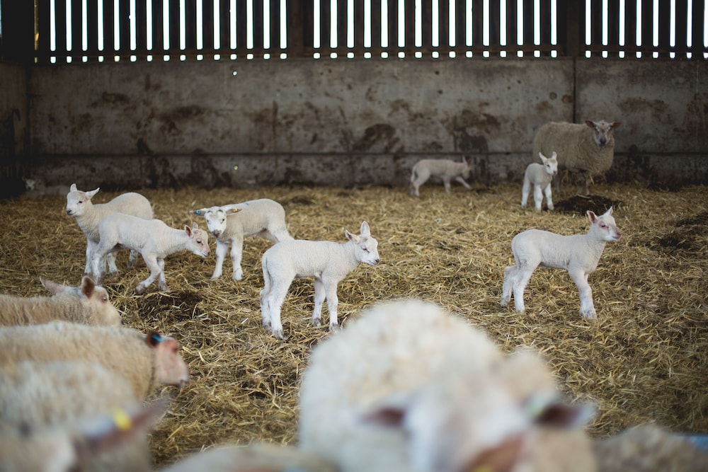 Knutsford Vacations - The Tens at Owen House Farm - Property Image 4