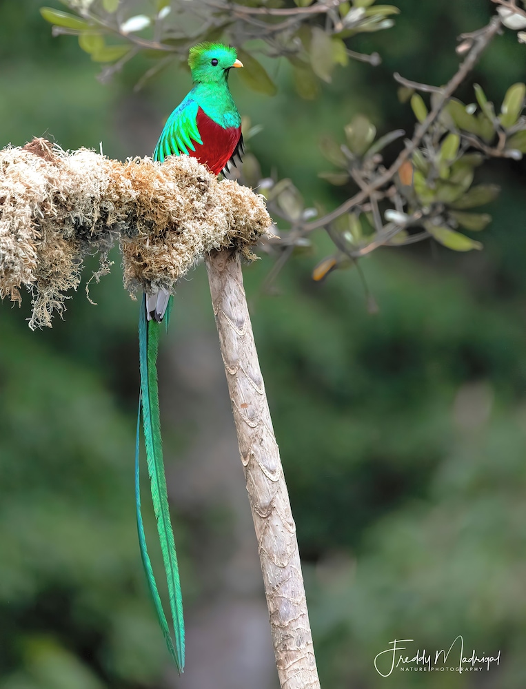 Sueños Natura Birding & Photography