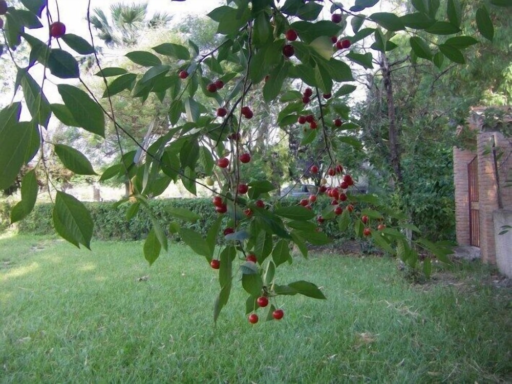 Photo 8
