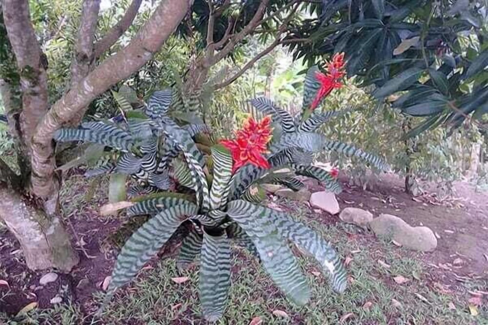 Finca Tradicional La Colonia
