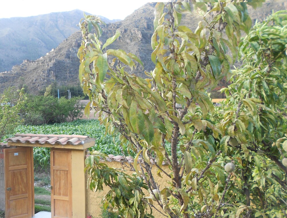 Garden Lodge