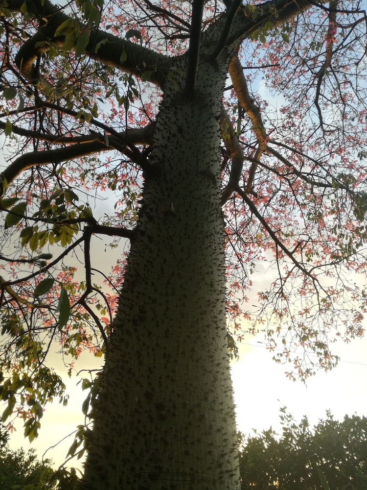 Tenuta del Gelso