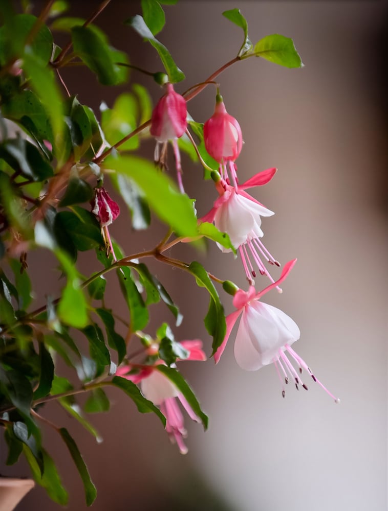 Lijiang Nali.Nali Garden Inn